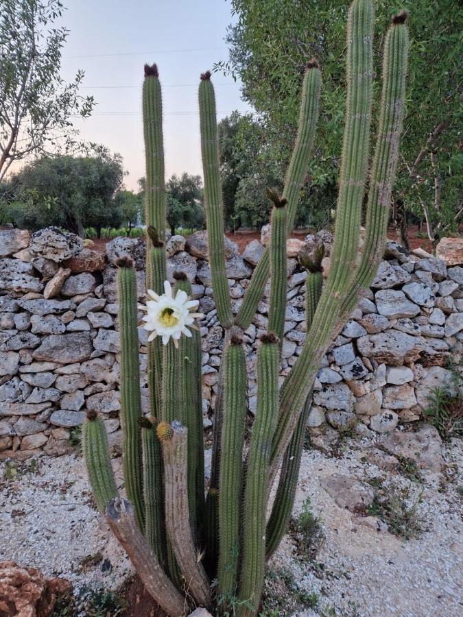 Masserina D'Aloia: Un Piccolo Tesoro Nella Natura Carovigno Buitenkant foto
